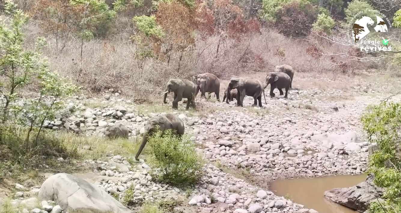 Spotting Elephants in the Dhikala Zone of Jim Corbett National Park