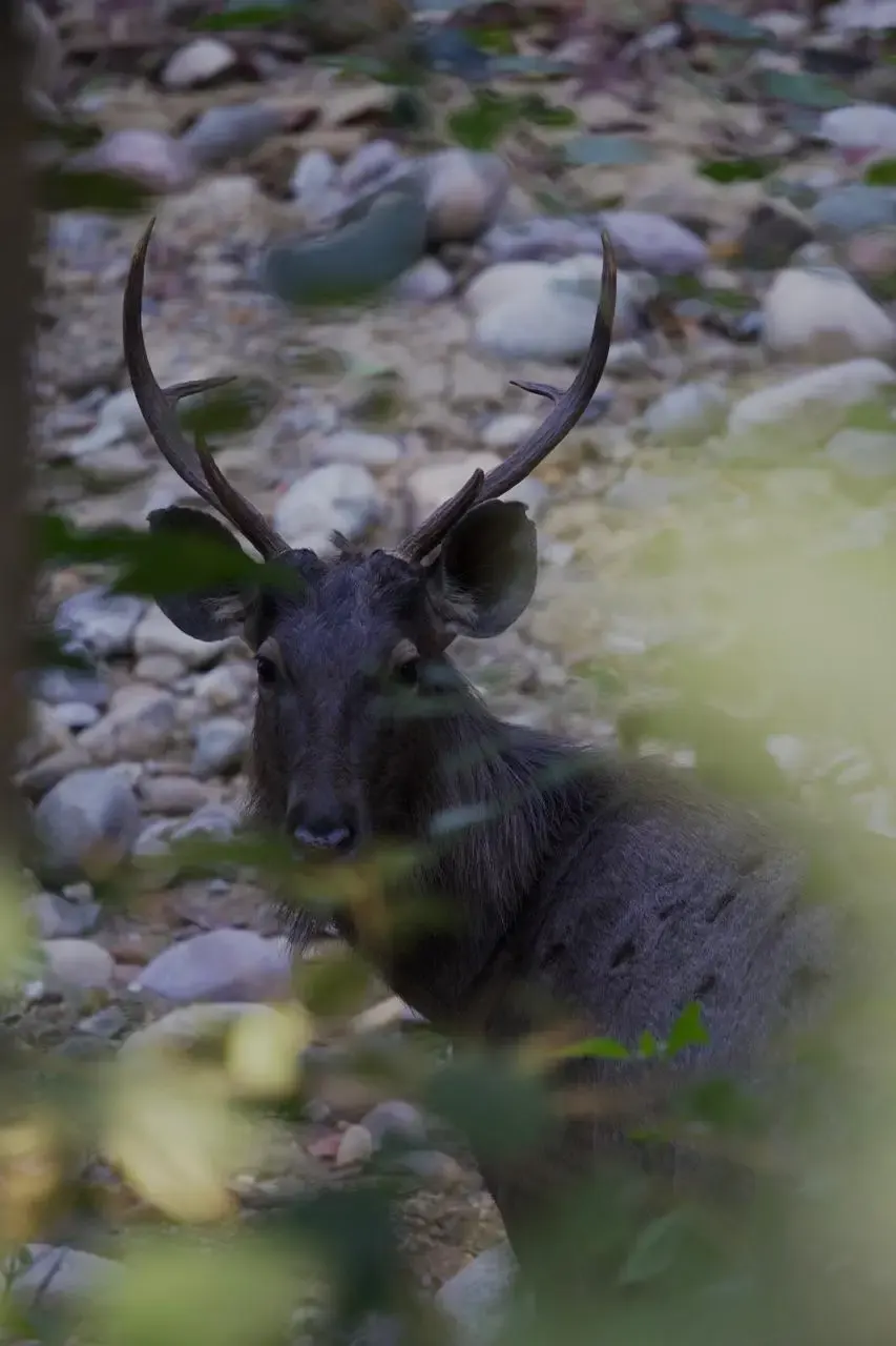 sambar deer male