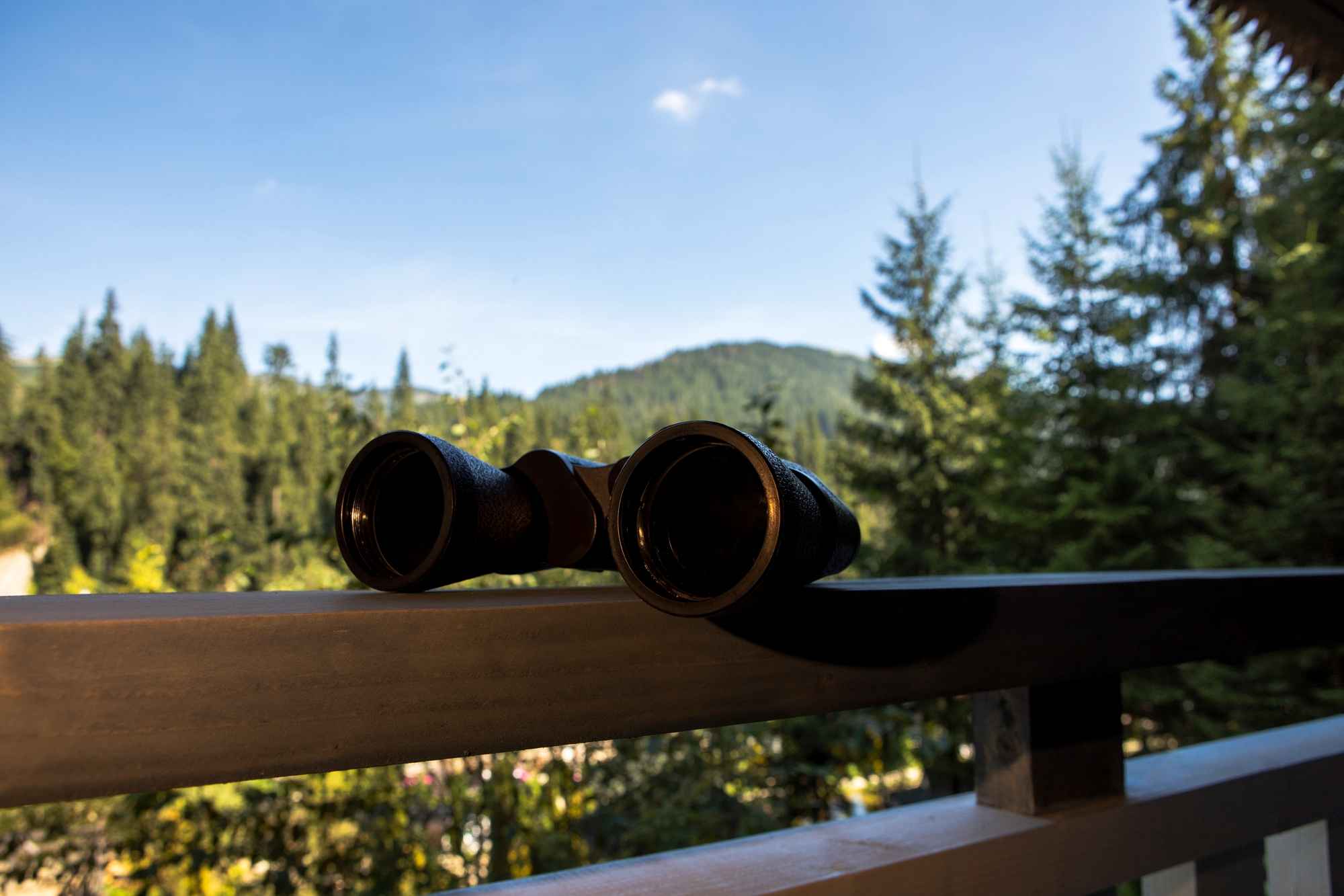 Basic Binoculars for Wildlife Exploration