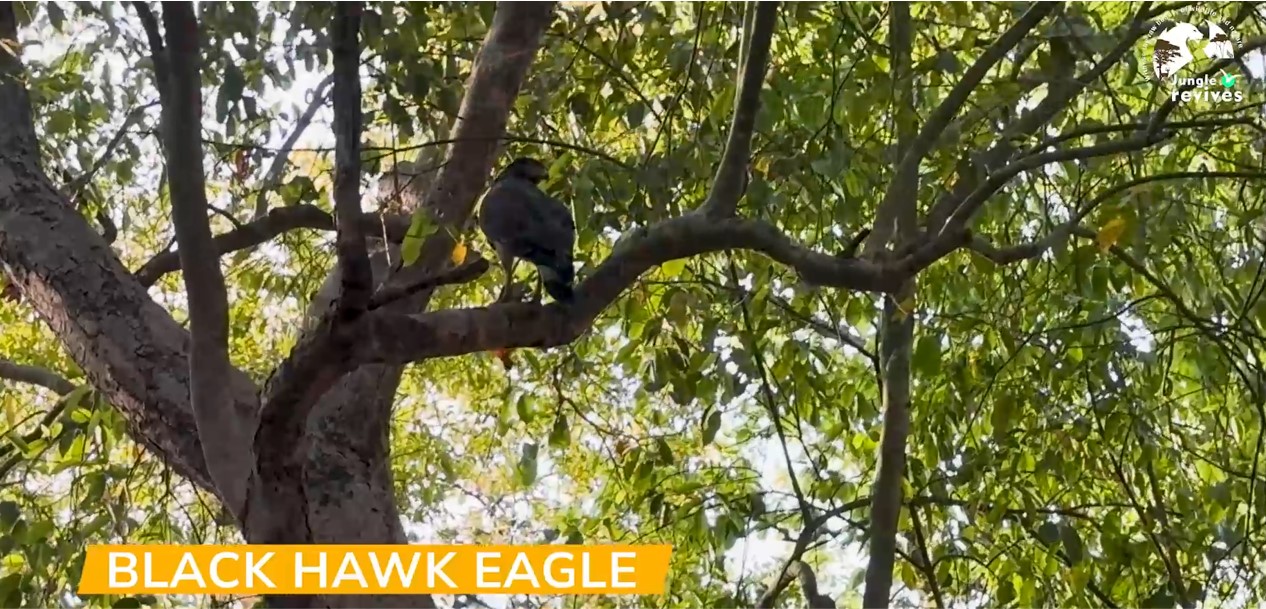 Spotting Black Hawk Eagle in Jim Corbett Bijrani Zone