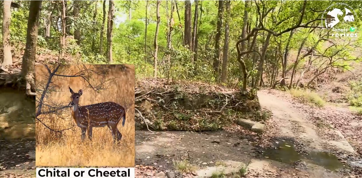 We heard Cheetal Alarm Calls enroute to the Malani Forest House in Jim Corbett Bijrani Zone