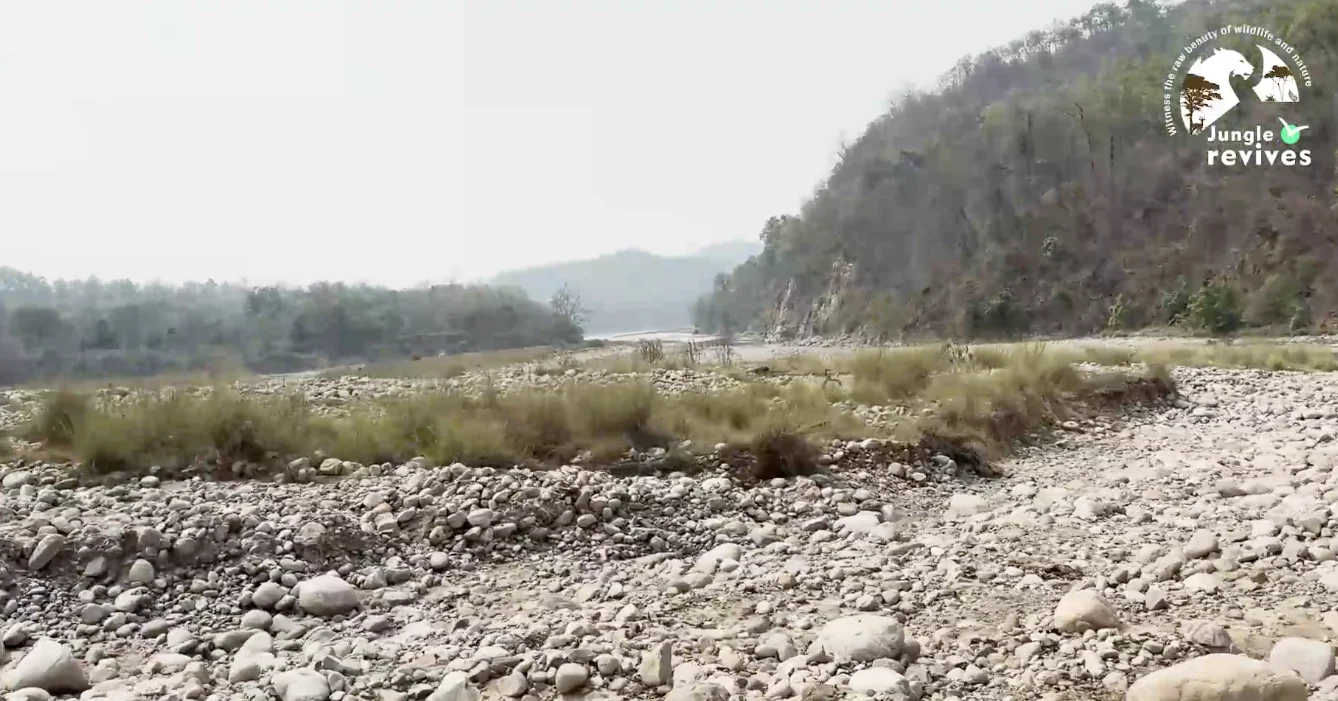 Koshi River in the Dhikala Zone of Jim Corbett National Park - Our Safari Experience