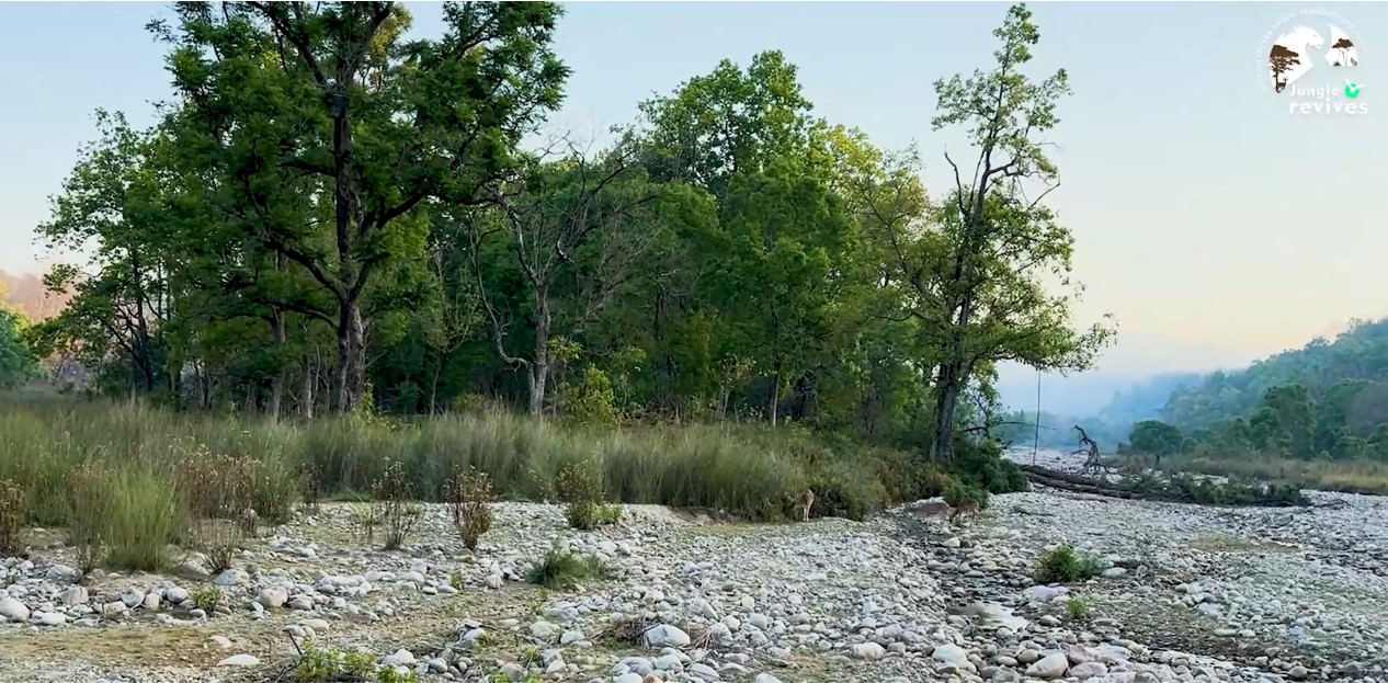 Early Morning Jungle Safari View in Bijrani enroute from Malani Forest House