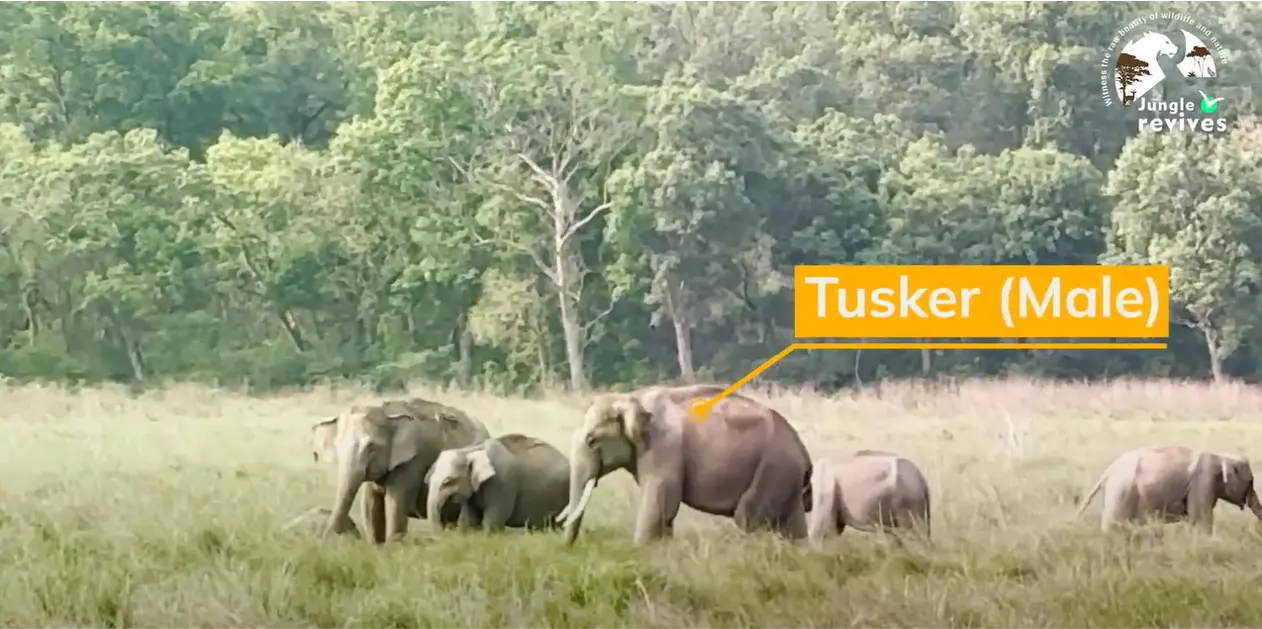 Elephants in Grasslands of Jim Corbett Dhikala Zone