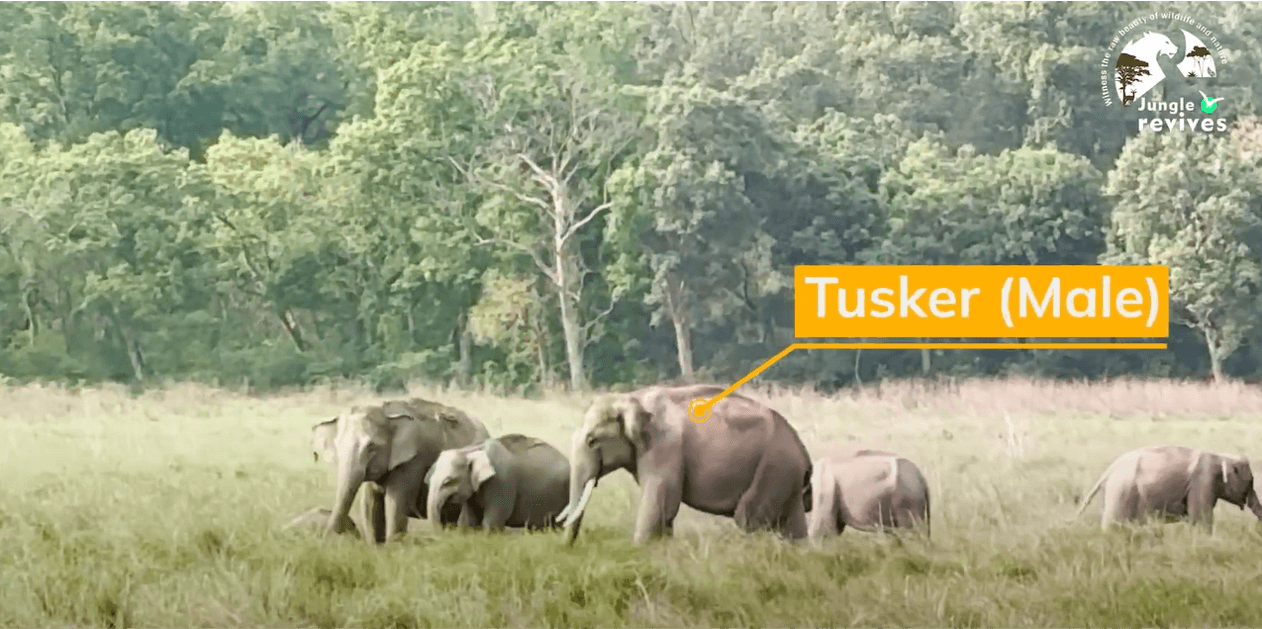 Elephants in Grasslands of Jim Corbett Dhikala Zone