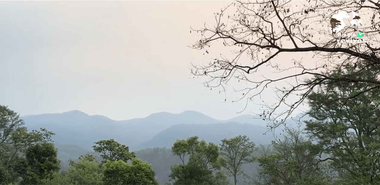 Beautiful morning | Dawn | Jim Corbett National Park Dhikala Zone | Captured without Go-Pro for Wildlife Exploration