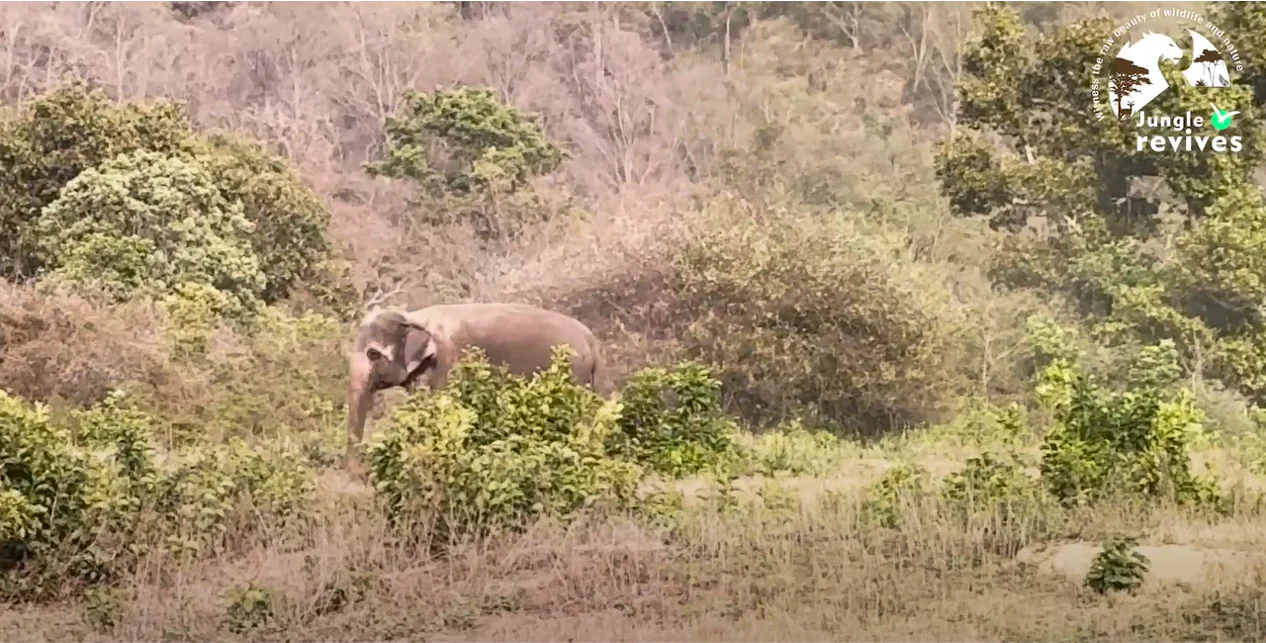 Spotting Forest Department Elephant During Jhirna Zone Safari