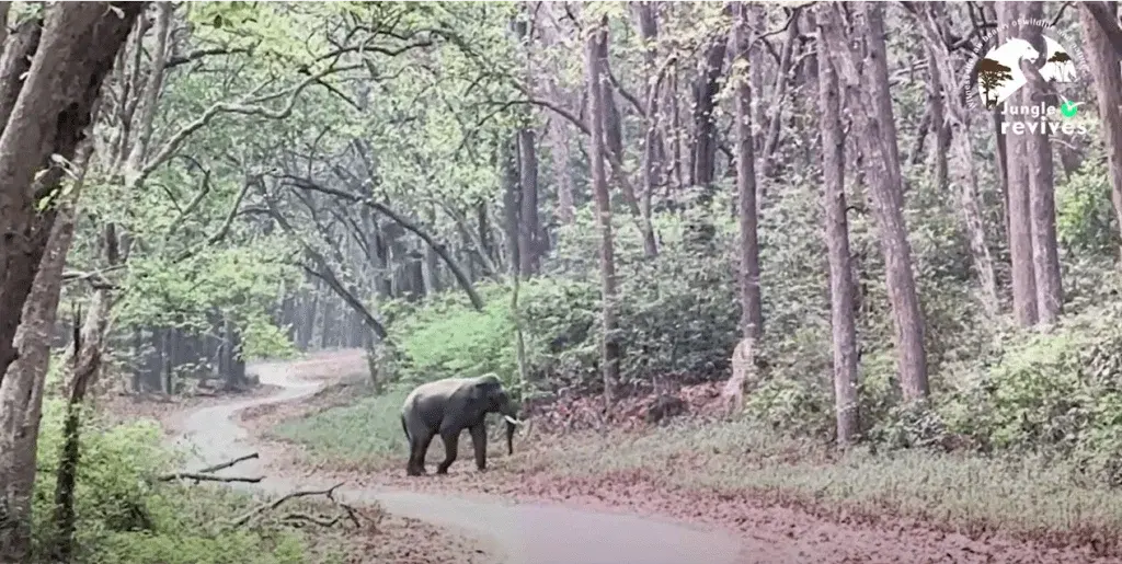 Male Tusker (Elephant) Spotted in Jim Corbett National Park Dhikala Zone