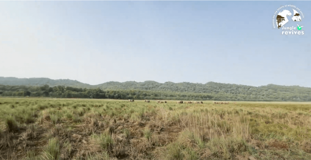 jim corbett dhikala zone grasslands