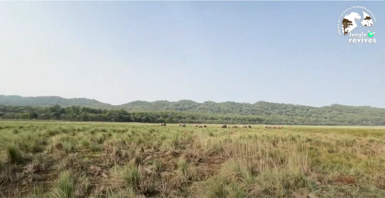 jim corbett dhikala zone grasslands