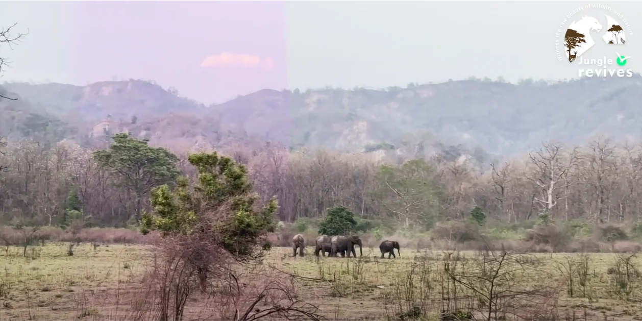 Reaching the End of Jhirna Zone Safari