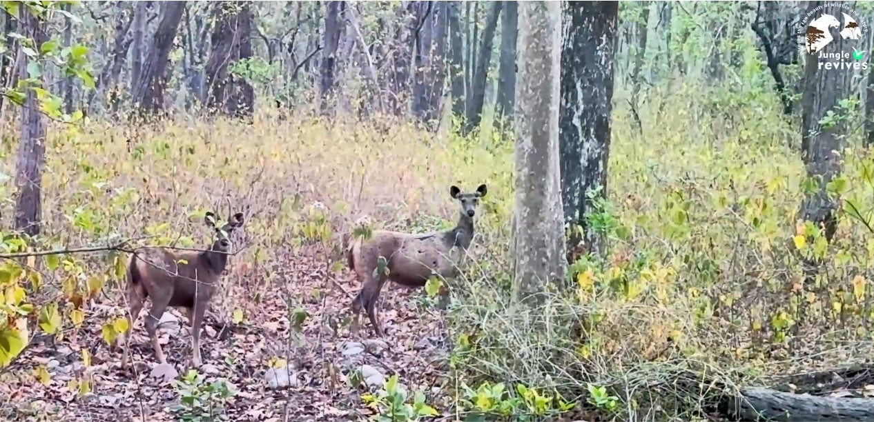 Spotting Sambar Deer in Bijrani Jim Corbett