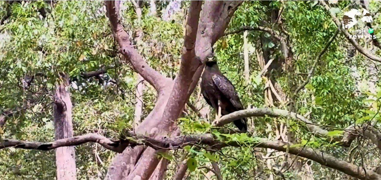 Serpent Eagle Sitting on a Tree en route to the Malani Forest House in Bijrani Jim Corbett