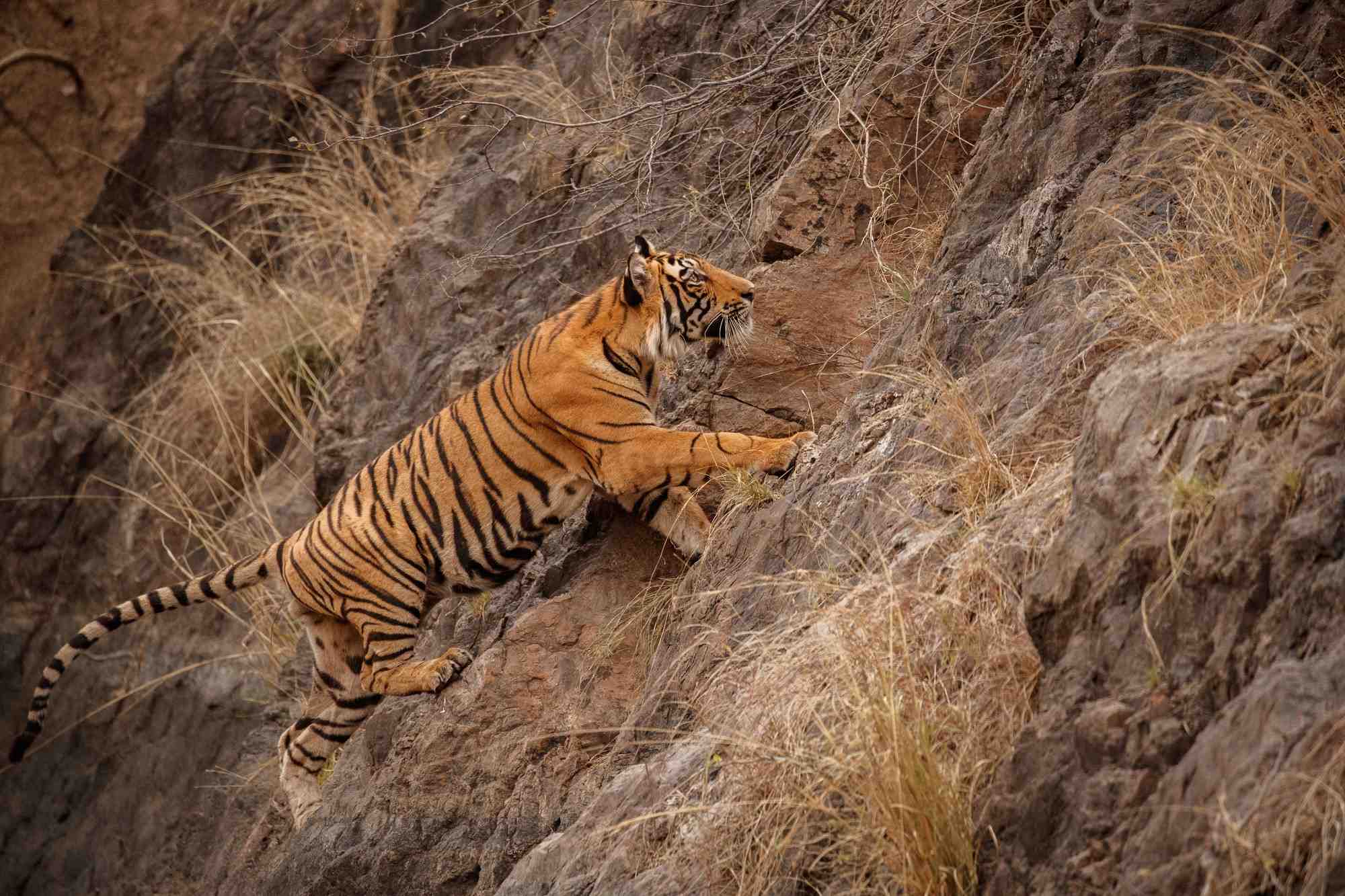 Tiger Attack in Garjiya Nainital