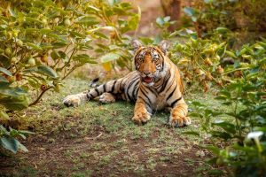 Tiger Attack in Kalagarh Uttarakhand