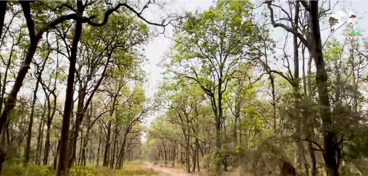 Admiring the beauty of the wild jungles enroute to the Malani Forest House in Bijrani Jim Corbett