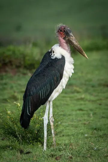 Woolly-necked Stork in jim corbett dhikala grasslands