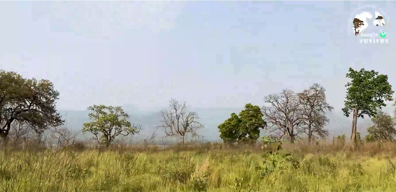 Coming across grasslands en route to spot ped wali tigress