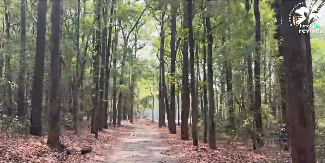 Early Morning Jeep Safari to Spot Ped Wali Tigress in Dhikala