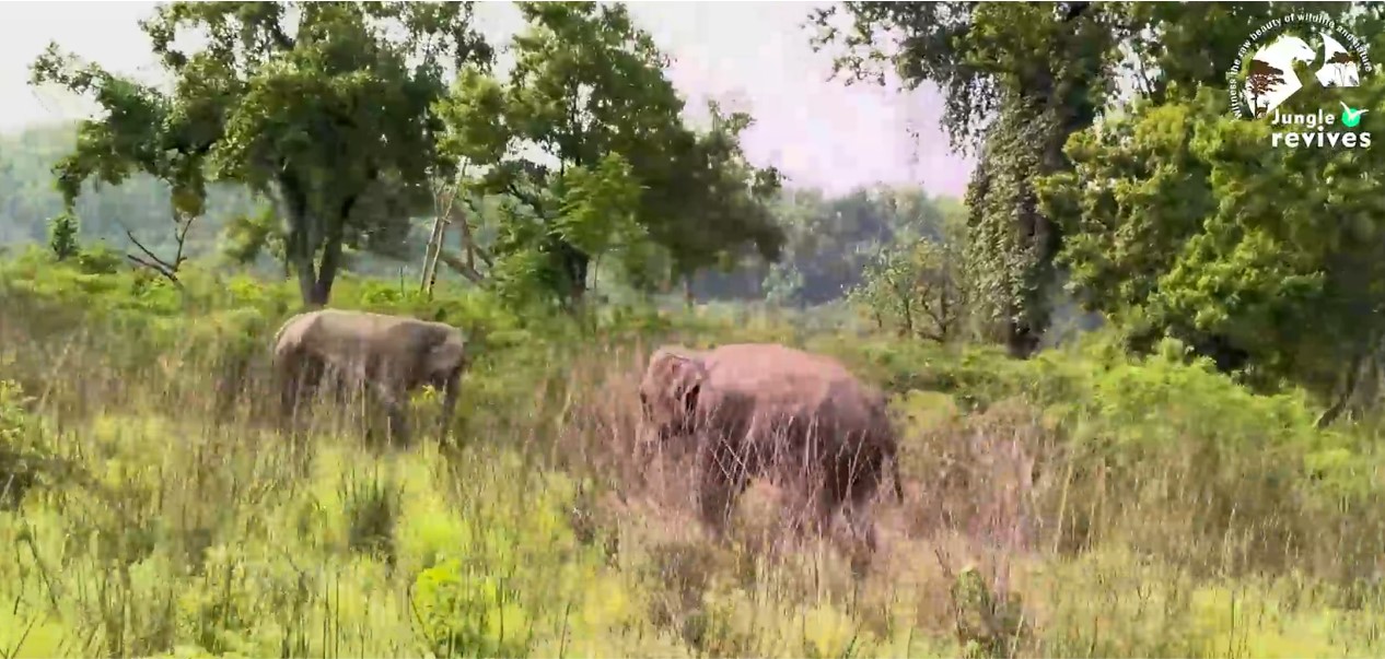 Elephant Spotting Enroute to Reunion with Ped Wali Tigress in Dhikala Jim Corbett