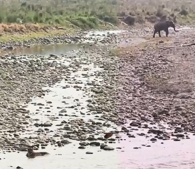 Elephant and Ped Wali Tigress in Dhikala Near Ram Ganga River