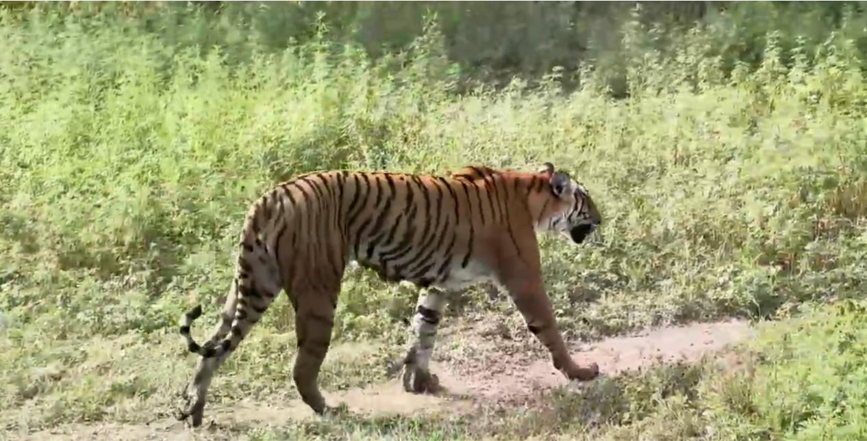 Reunion with Ped Wali Tigress in Dhikala Jim Corbett