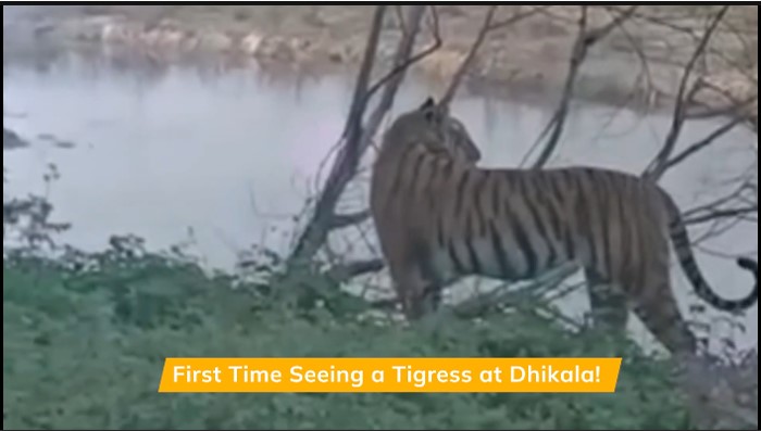 Spotting Ped Wali Tigress in Dhikala Jim Corbett for the First Time