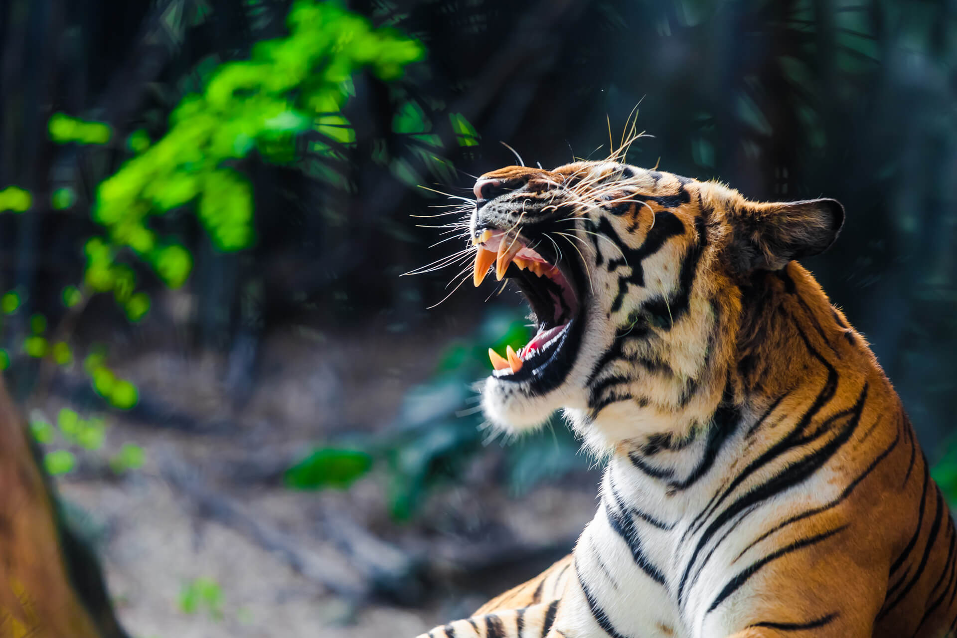 tiger roar in the wild