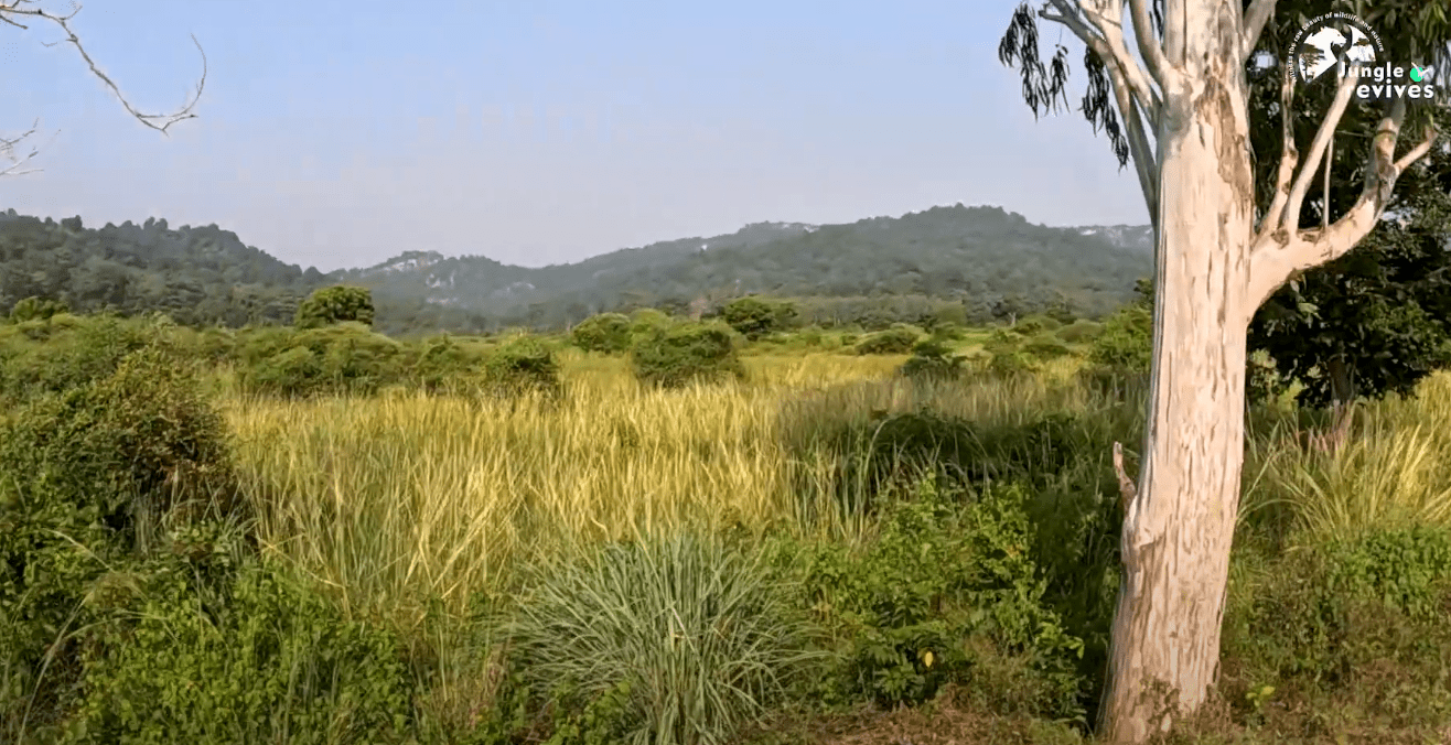 Start of the Jim Corbett Dhela Zone Safari