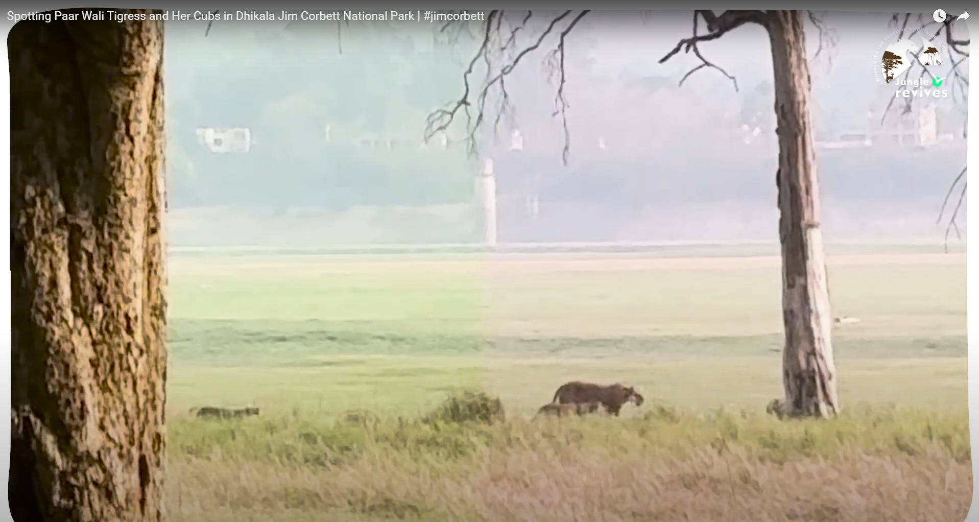 Par Wali Tigress roaming in Dhikala Grasslands