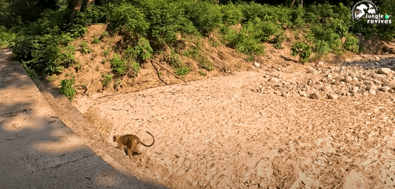 langoor in dhela zone