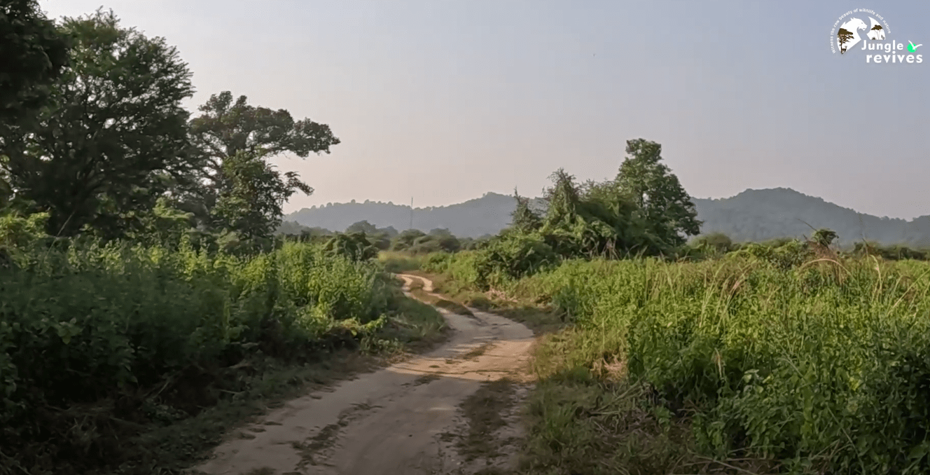 Navigating through off road pathways of Jim Corbett Dhela Zone