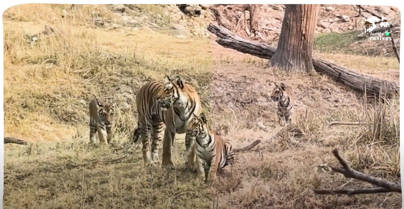 Close up view of Parwali tigress and her cubs
