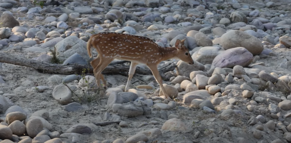 Spotted a Cheetal