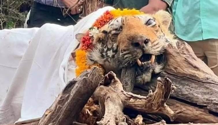 Ranthambore's Tigress Arrowhead
