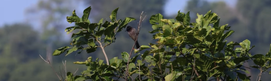 Red Vented Bulbul