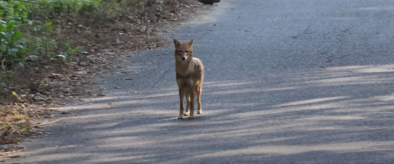 Jackal (Siyaal) running in the direction of our jeep