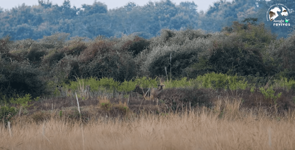 Jungle Safari in India's Famous Indian National Parks