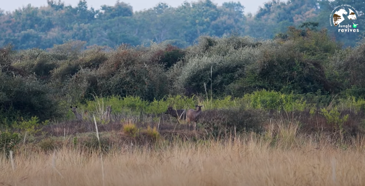 Sambar deer in Jhirna
