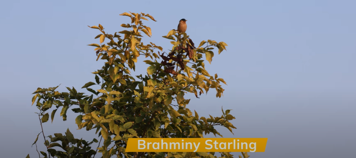 Brahminy Starling Bird Sitting on a Treetop