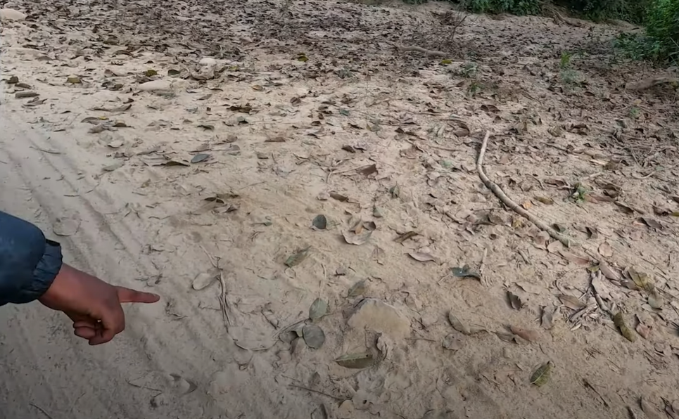 Tiger Pug marks spotted during Jhirna Zone Safari