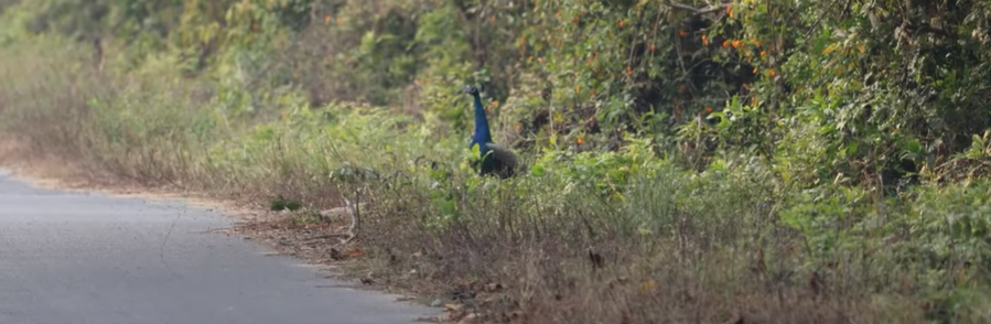 Peacock
