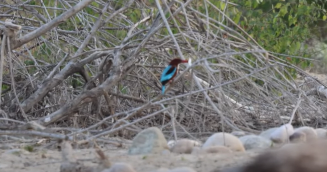 Kingfisher bird killing fish