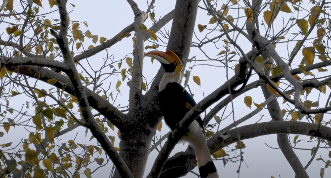 Great Hornbill Bird Spotted in Dhela Zone
