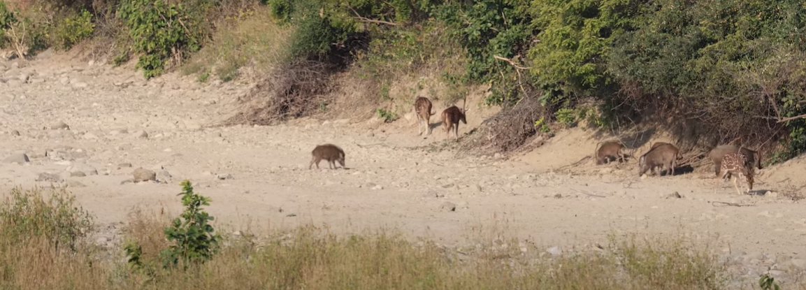 Cheetal and Sambar deer
