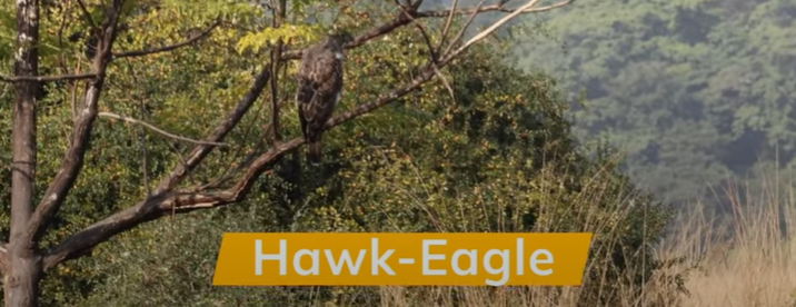 Hawk Eagle Spotted During Dhela Zone Safari