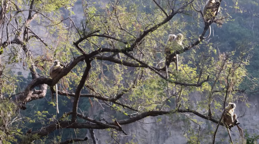 Langoor sitting on a tree