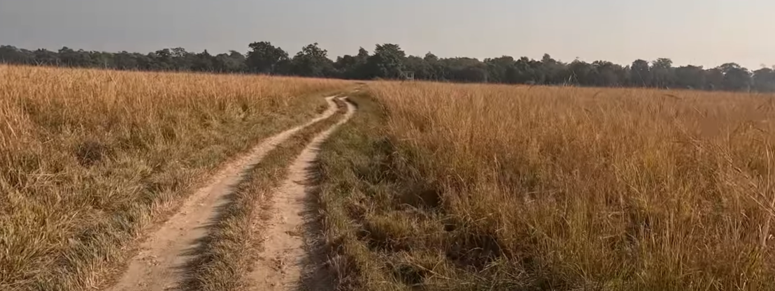 Main Dhela Zone Grassland Area