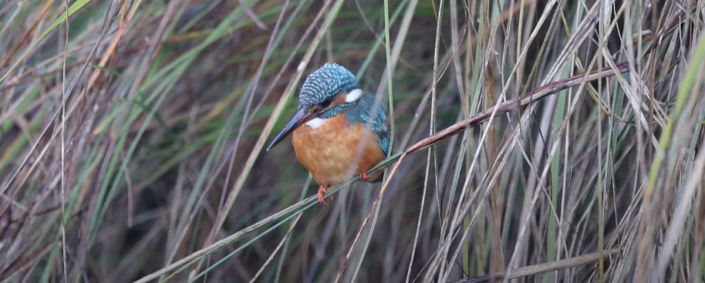 Spotted a Kingfisher Bird During Bijrani Zone Jeep Safari 