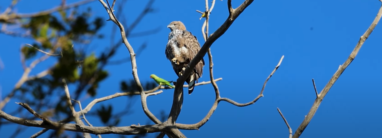 Spotted an Eagle and a Parrot Together: Bird Watching in Jim Corbett